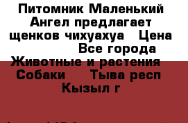 Питомник Маленький Ангел предлагает щенков чихуахуа › Цена ­ 10 000 - Все города Животные и растения » Собаки   . Тыва респ.,Кызыл г.